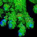 TSA Cyberpunk Acropora Coral