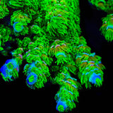 TSA Cyberpunk Acropora Coral
