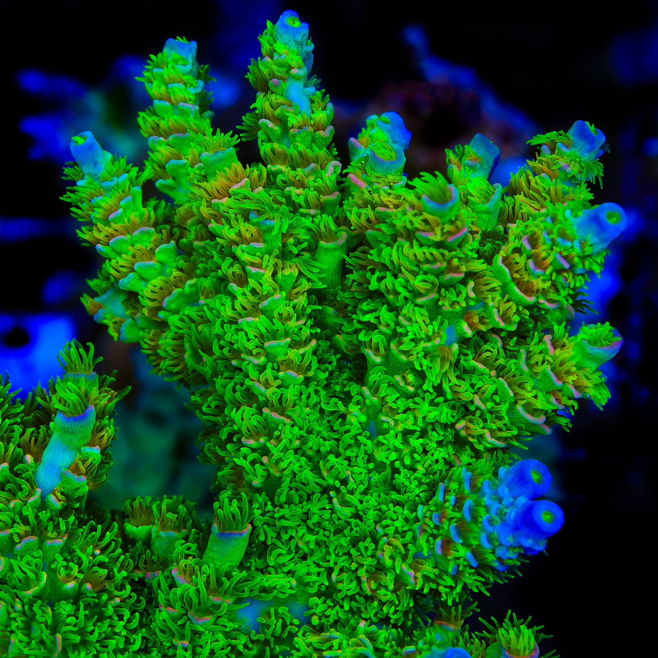 Cheers! アクア SP TSA Cyberpunk Acropora Coral – Top Shelf Aquatics