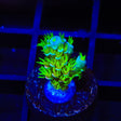 TSA Cyberpunk Acropora Coral