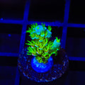TSA Cyberpunk Acropora Coral