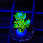 TSA Cyberpunk Acropora Coral