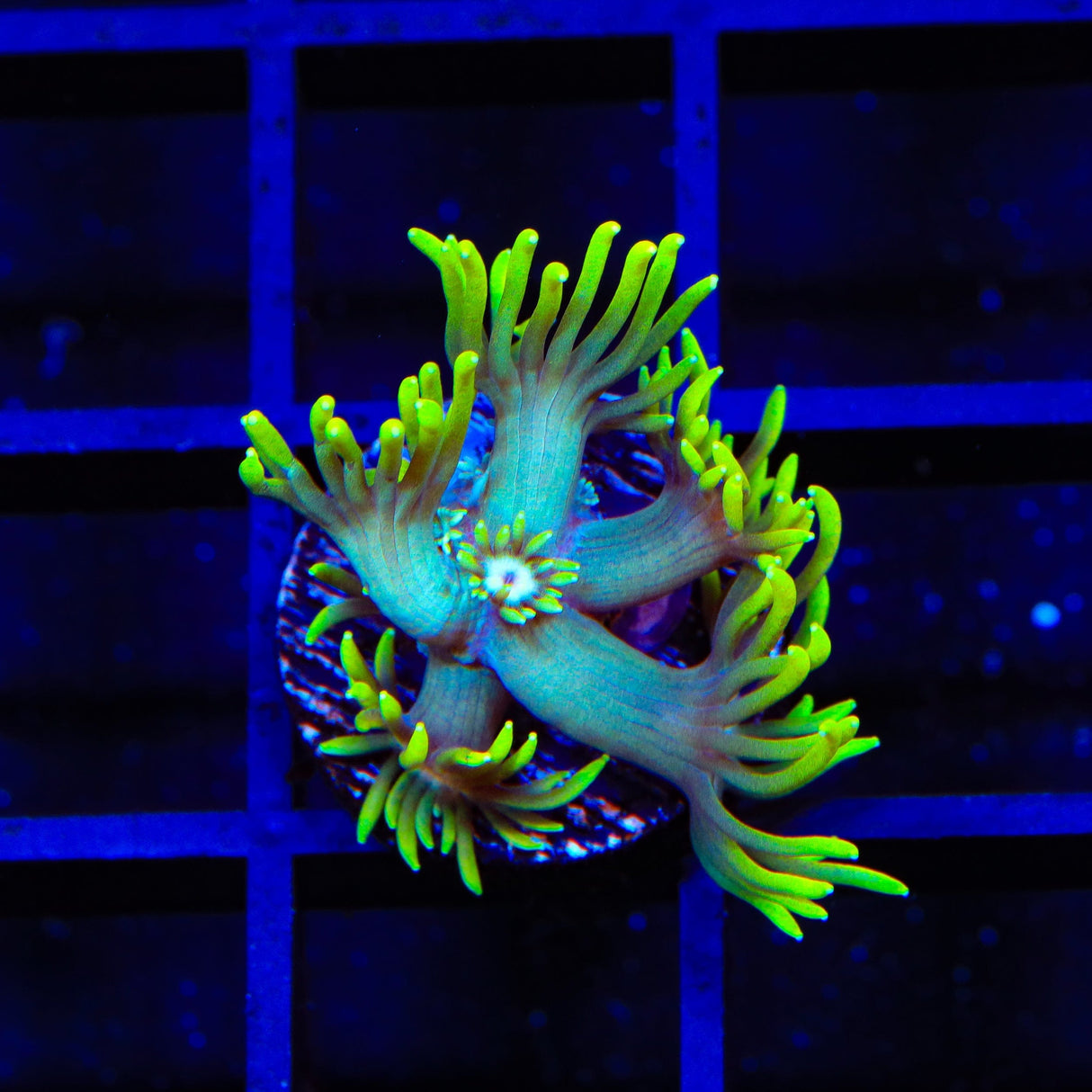 TSA Daisy Goniopora Coral