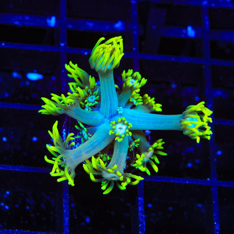TSA Daisy Goniopora Coral