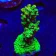 TSA Dan Ackrotd Acropora XL Frag Coral