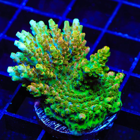 TSA Dan Ackroyd Acropora XL Frag Coral