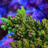 TSA Dan Aykroyd Acropora Coral