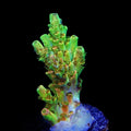 TSA Dan Aykroyd Acropora Coral