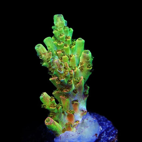 TSA Dan Aykroyd Acropora Coral