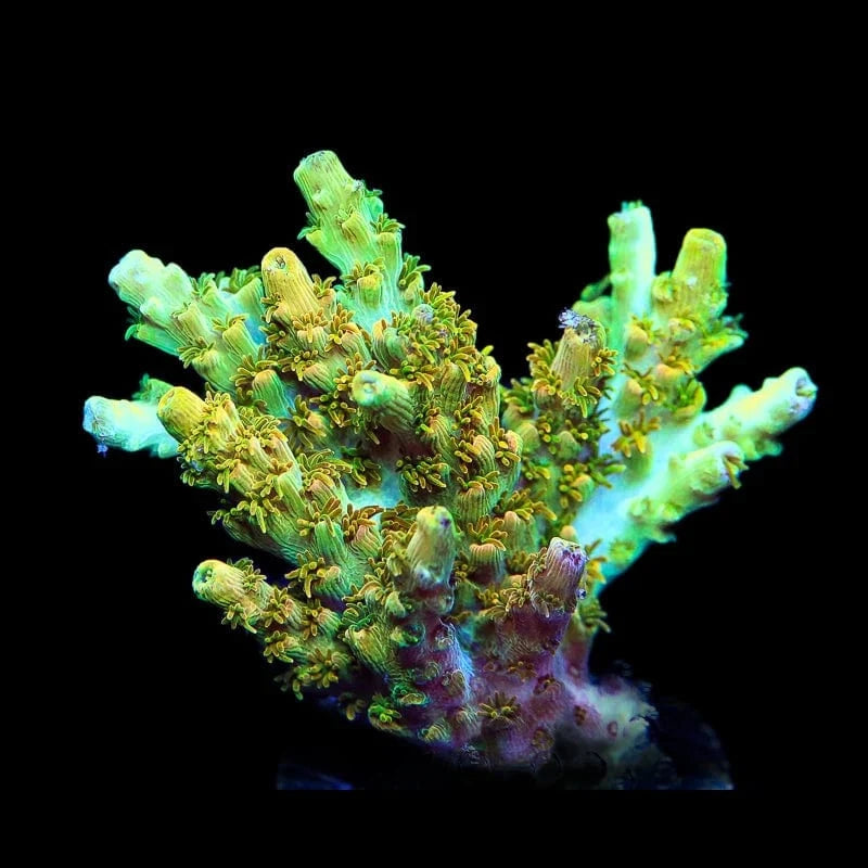 TSA Dan Aykroyd Acropora Coral