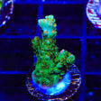 TSA Dan Aykroyd Acropora Coral