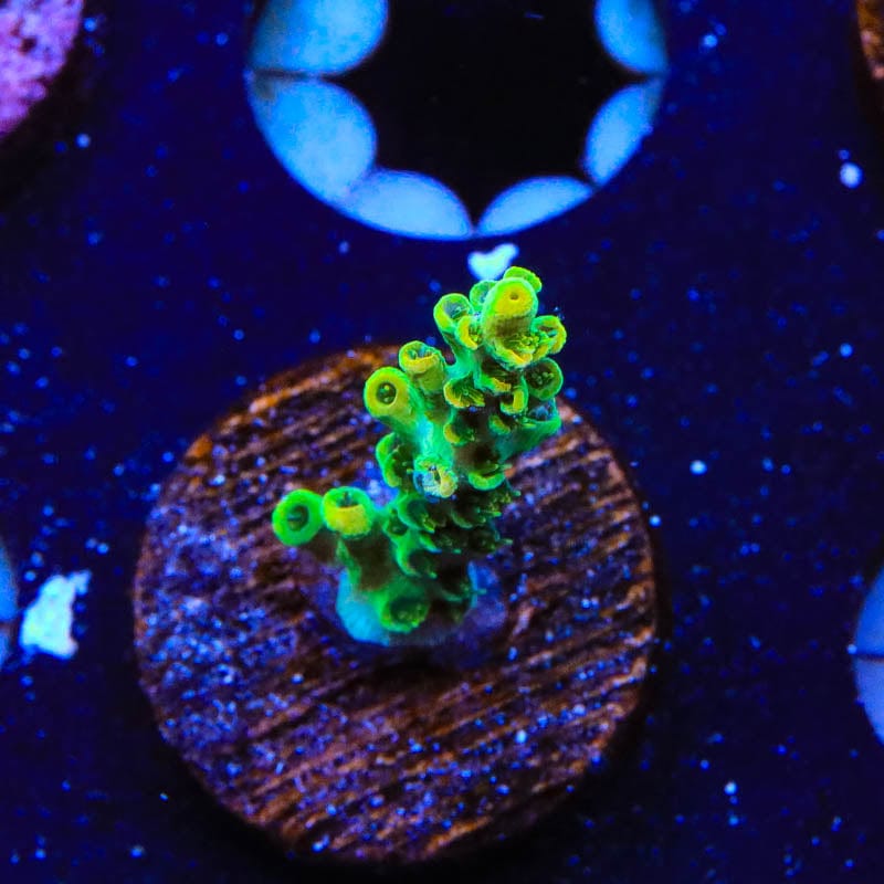 TSA Dan Aykroyd Acropora Coral