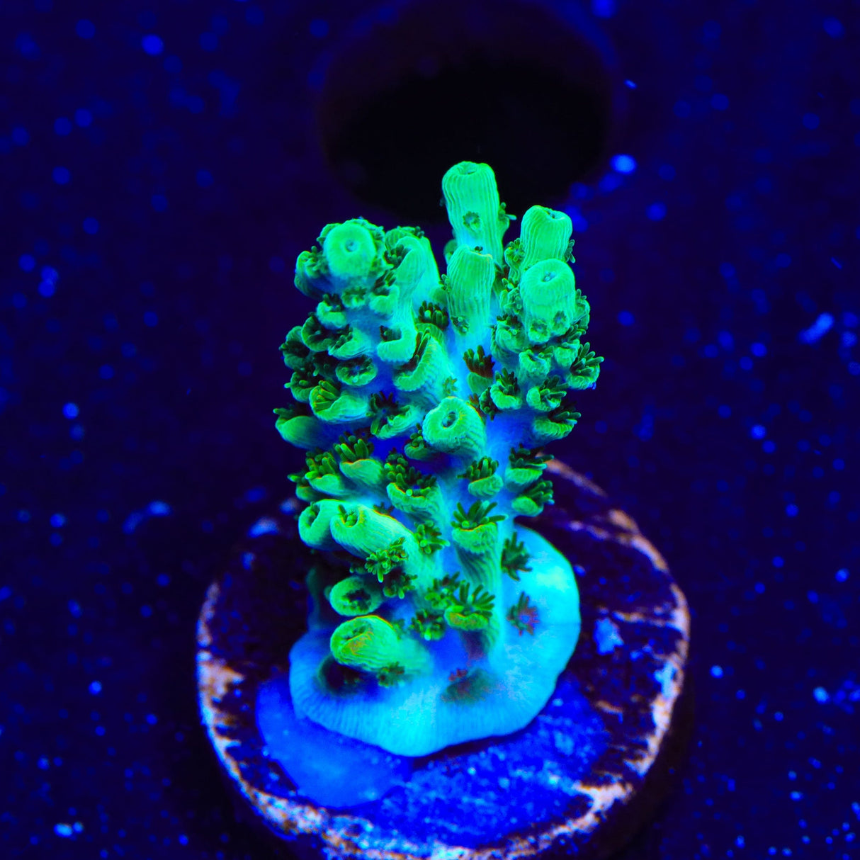 TSA Dan Aykroyd Acropora Coral