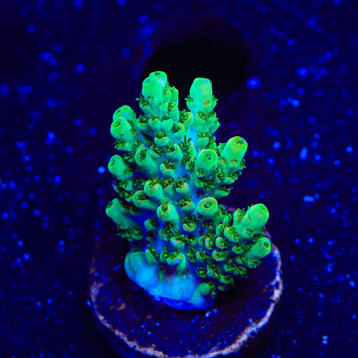 TSA Dan Aykroyd Acropora Coral