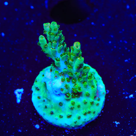 TSA Dan Aykroyd Acropora Coral