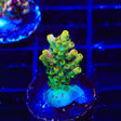 TSA Dan Aykroyd Acropora Coral