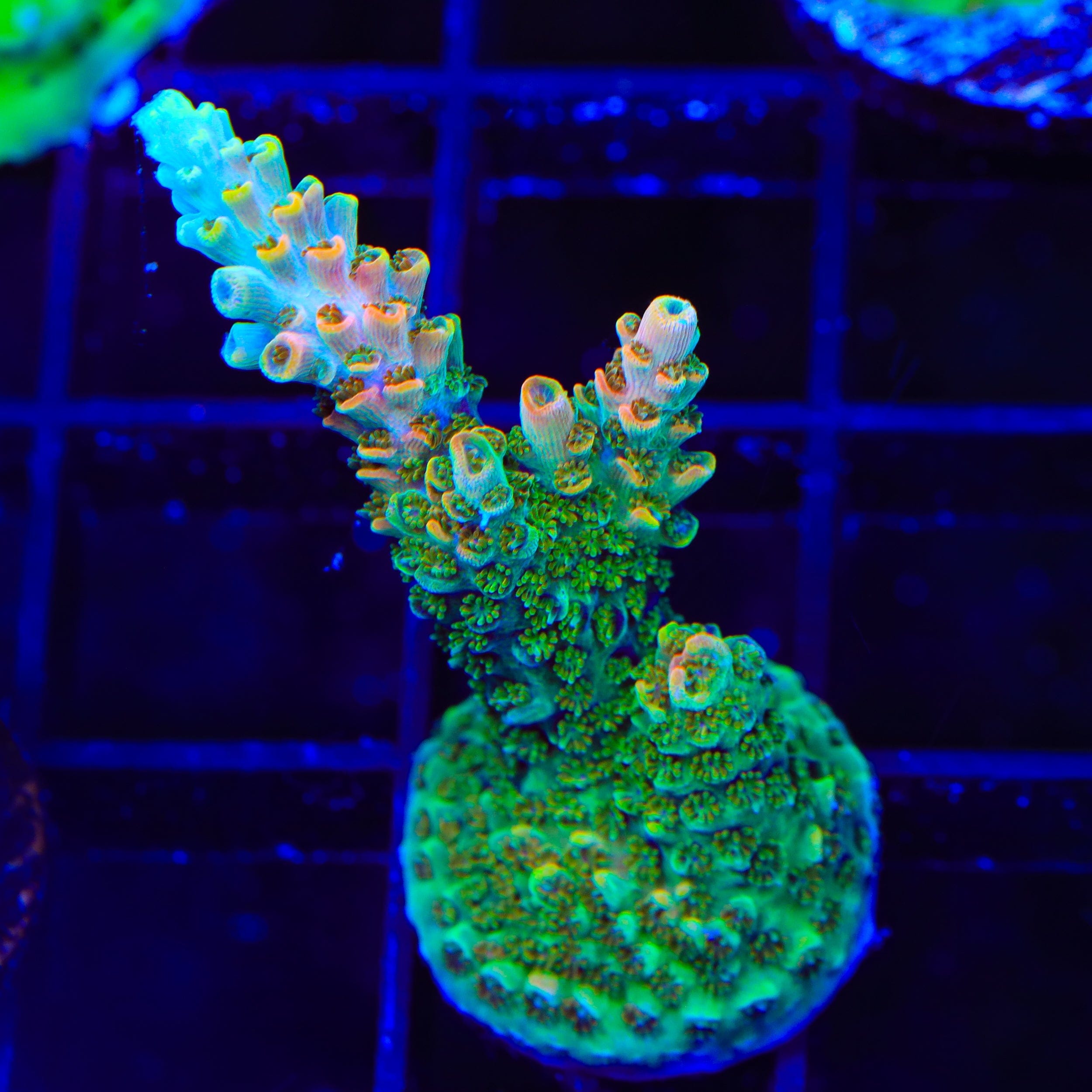 TSA Dan Aykroyd Acropora Coral