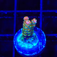 TSA Dan Aykroyd Acropora Coral