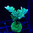TSA Dan Aykroyd Acropora XL Frag Coral