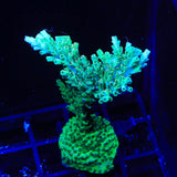 TSA Dan Aykroyd Acropora XL Frag Coral