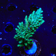 TSA Dan Aykroyd Acropora XL Frag Coral