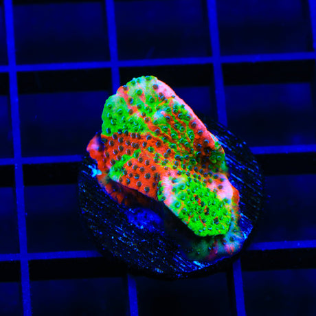 TSA Danger Zone Grafted Montipora Coral
