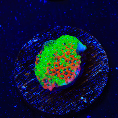 TSA Danger Zone Grafted Montipora Coral