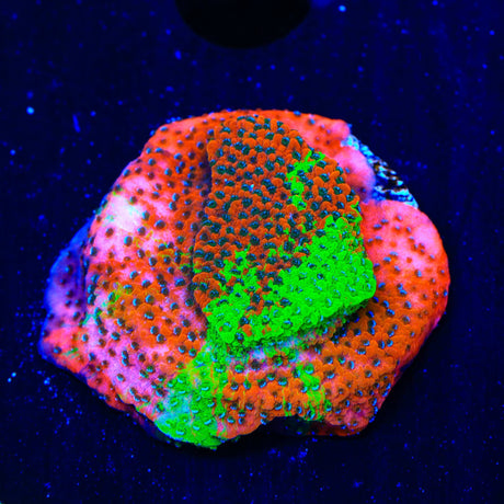 TSA Danger Zone Grafted Montipora Coral