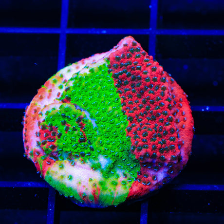 TSA Danger Zone Grafted Montipora Coral