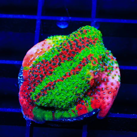 TSA Danger Zone Grafted Montipora Coral