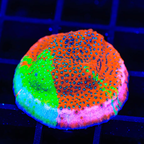 TSA Danger Zone Grafted Montipora Coral