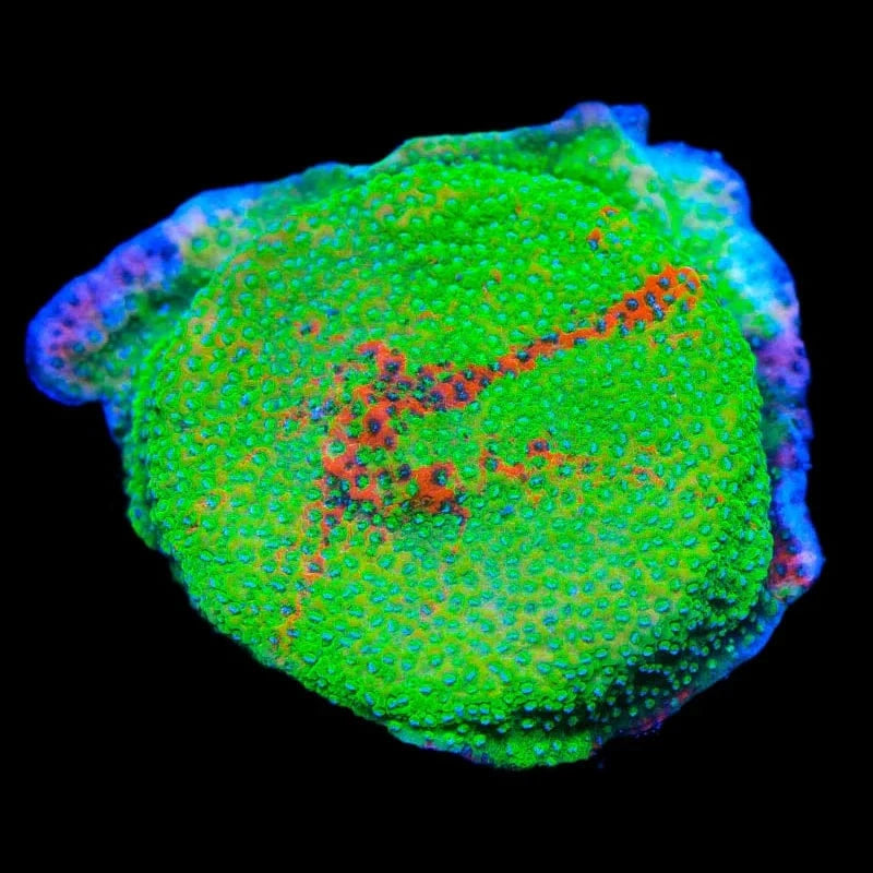 TSA Danger Zone Montipora Coral