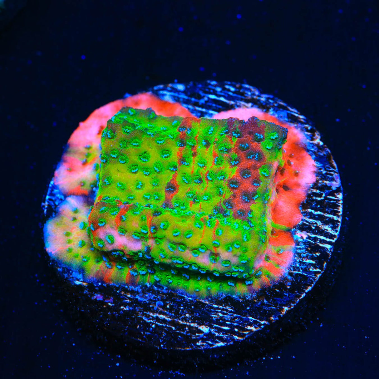 TSA Danger Zone Montipora Coral