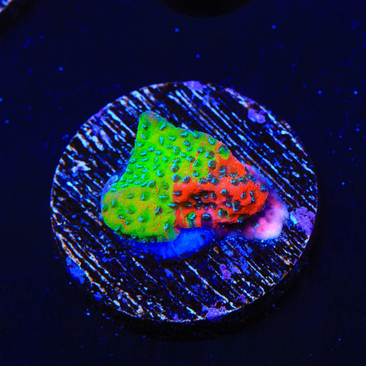 TSA Danger Zone Montipora Coral