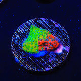 TSA Danger Zone Montipora Coral