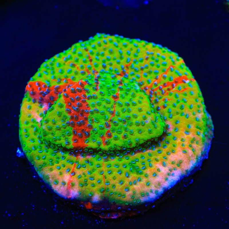 TSA Danger Zone Montipora Coral