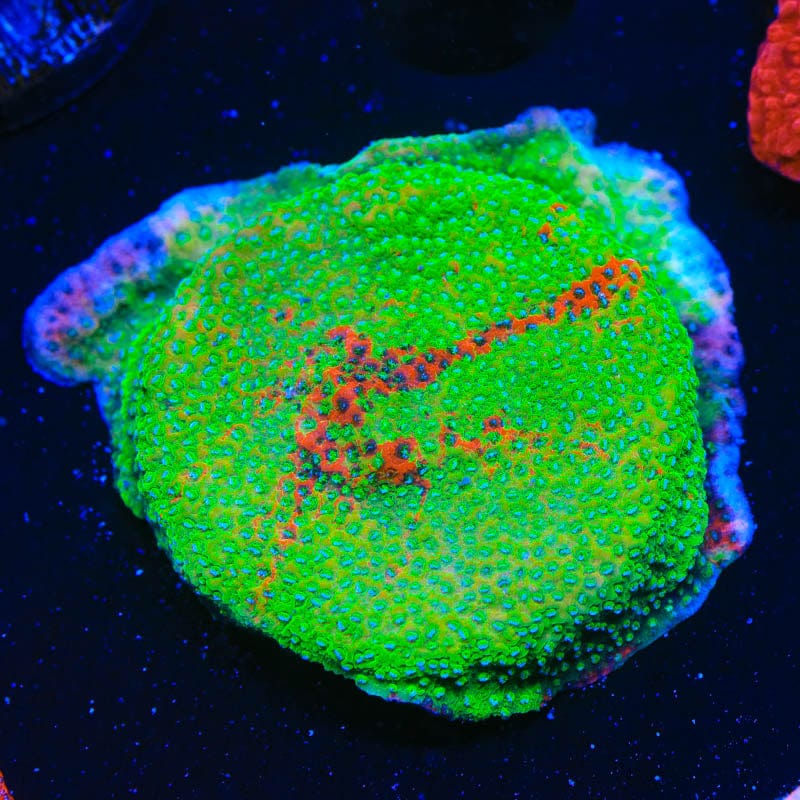 TSA Danger Zone Montipora Coral