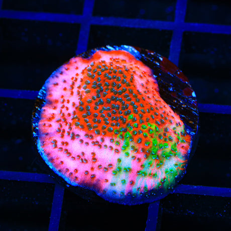 TSA Danger Zone Montipora Coral
