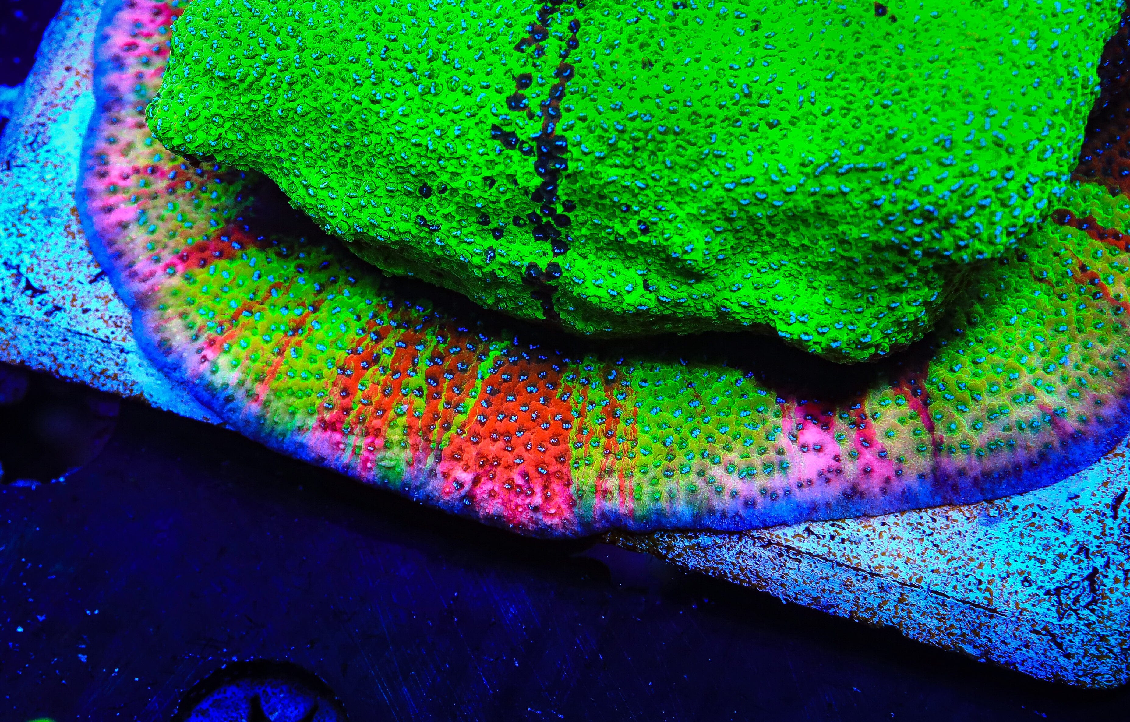 TSA Danger Zone Montipora Coral