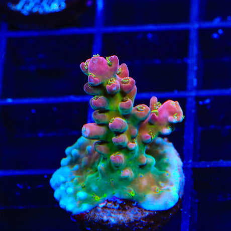 TSA Dante's Inferno Acropora Coral