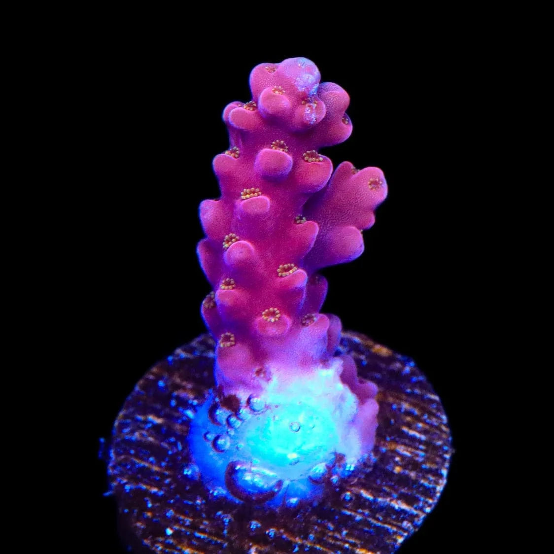 TSA Dantes Inferno Acropora Coral