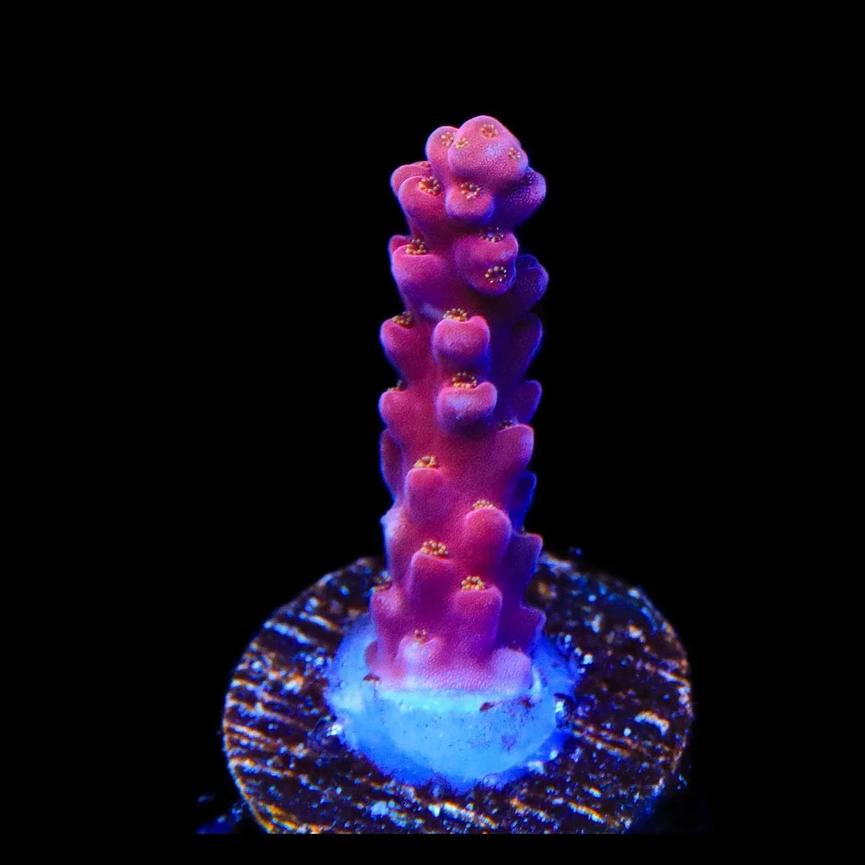 TSA Dantes Inferno Acropora Coral