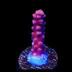 TSA Dantes Inferno Acropora Coral