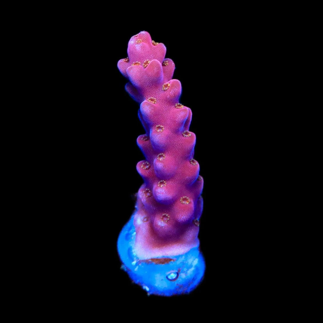TSA Dantes Inferno Acropora Coral