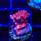 TSA Dantes Inferno Acropora Coral