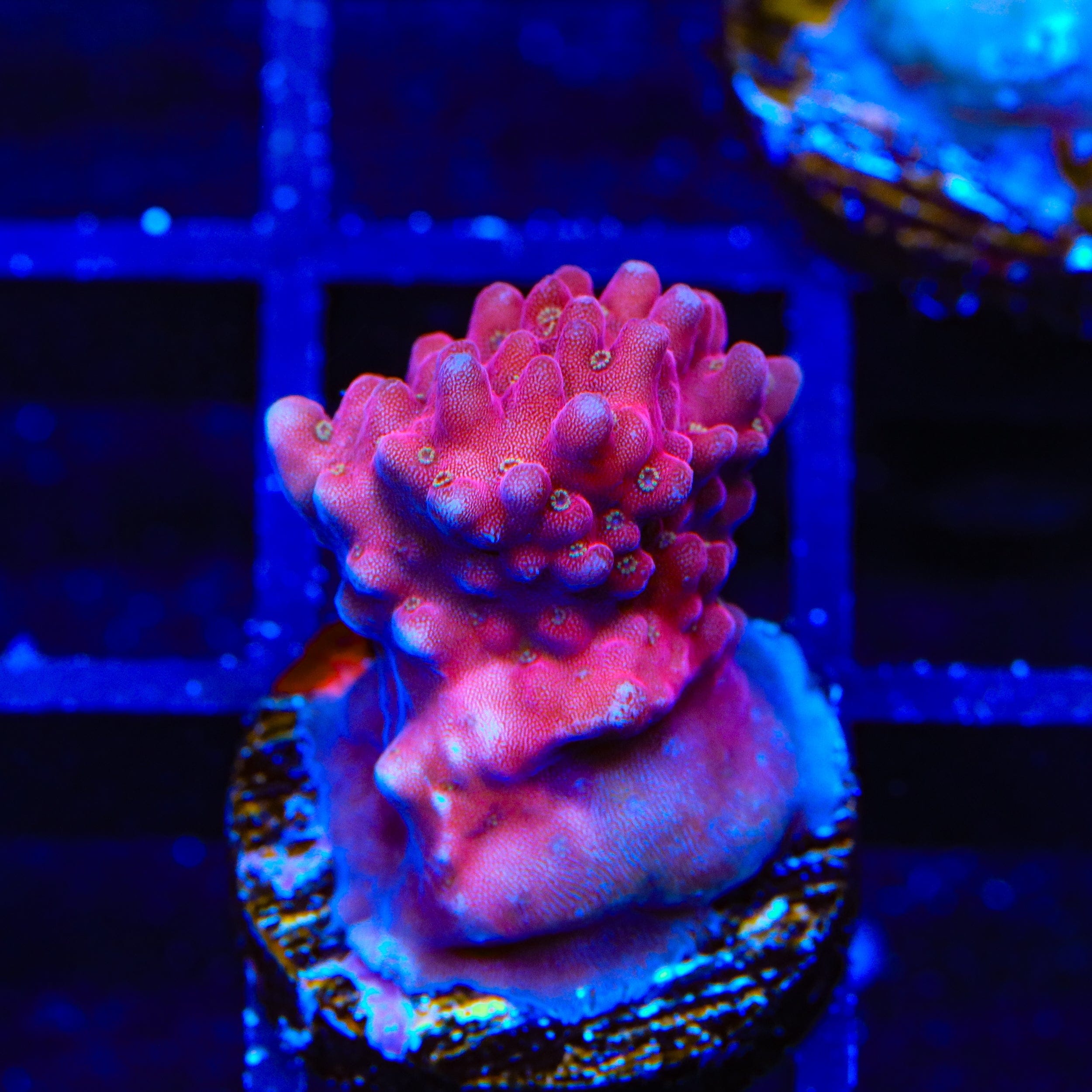 TSA Dantes Inferno Acropora Coral