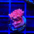 TSA Dantes Inferno Acropora Coral