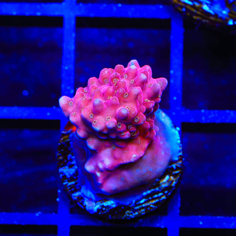 TSA Dantes Inferno Acropora Coral