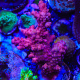 TSA Dantes Inferno Acropora Coral