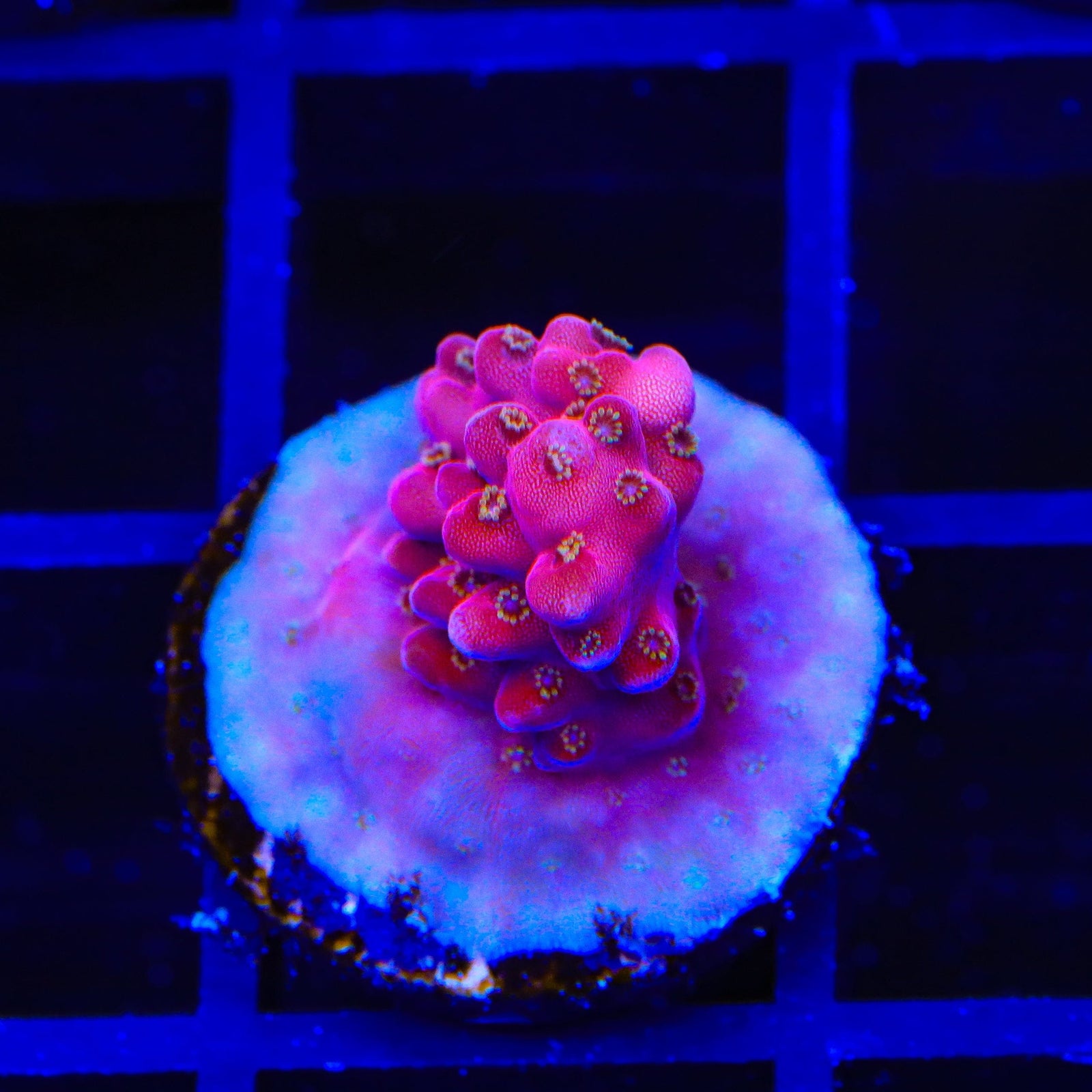 TSA Dantes Inferno Acropora Coral